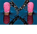 mouthparts and wings